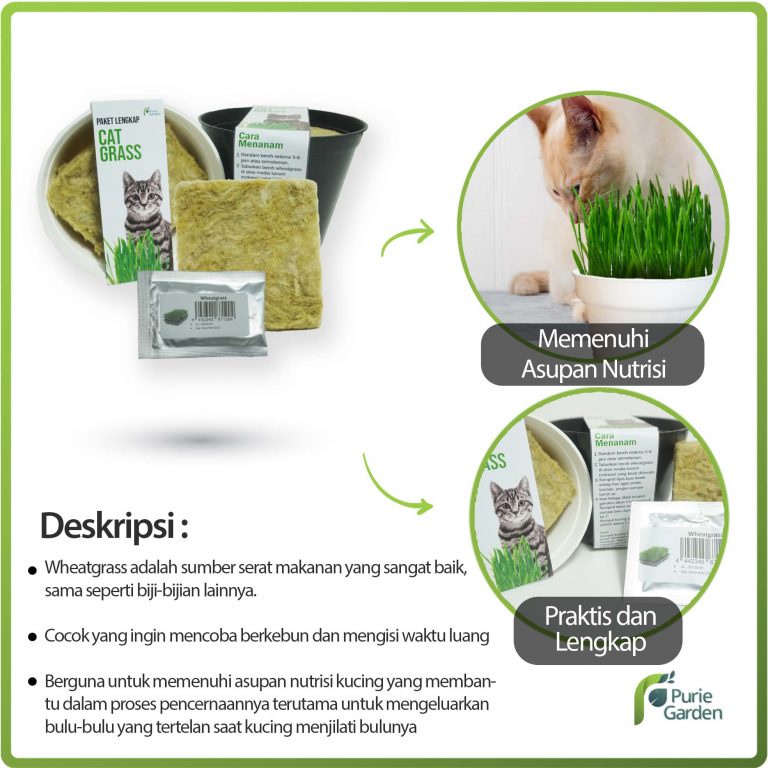 Purie Garden Paket Lengkap Rumput Kucing Wheatgrass Rumput Gandum PG SBY