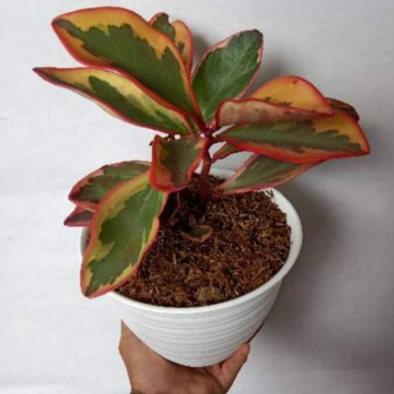 tanaman hias peperomia clusiifolia merah / peplan merah / peperomia merah