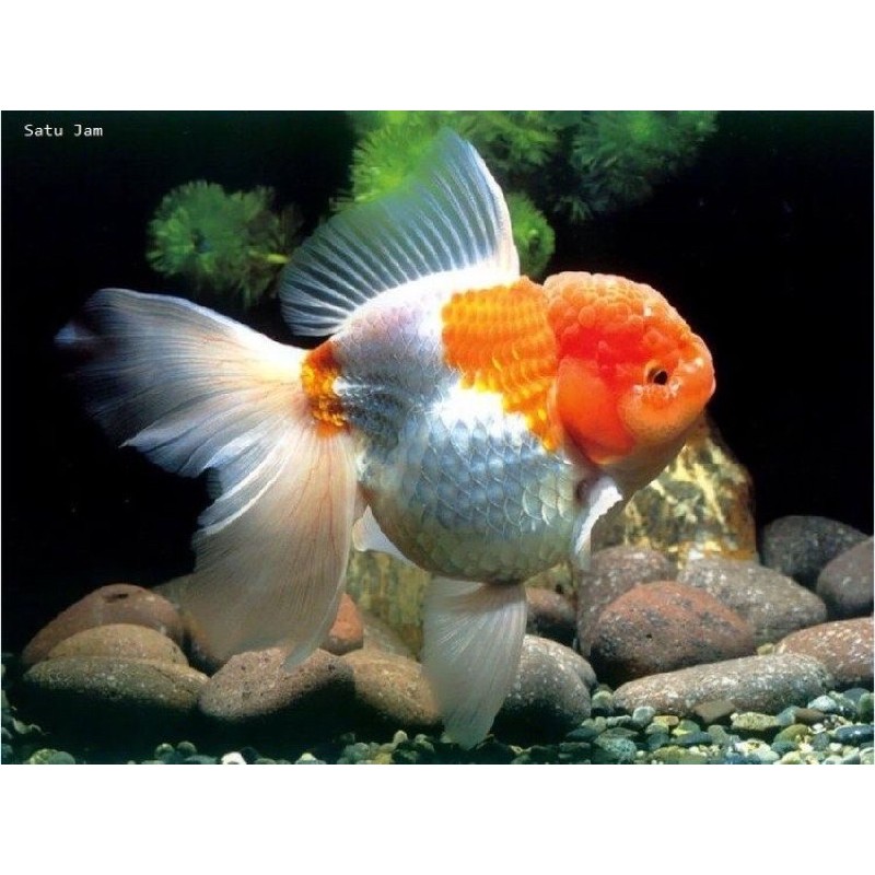 Ikan mas koki oranda 10-13cm