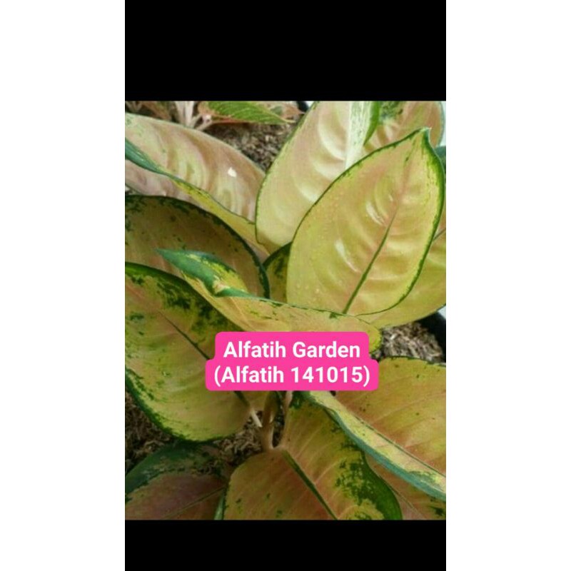 PROMO//Tanaman hias aglonema sultan brunai-Tanaman hias-Bunga aglonema-Sultan brunai-Aglonema brunai