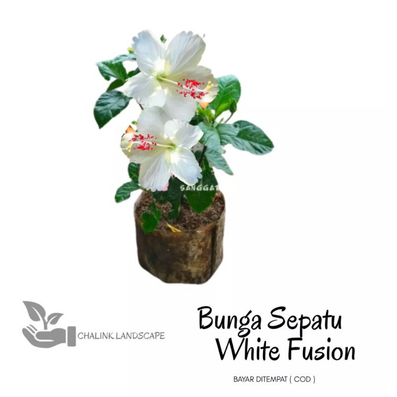 Tanaman kembang sepatu bunga putih / pohon bunga sepatu / pohon kembang sepatu