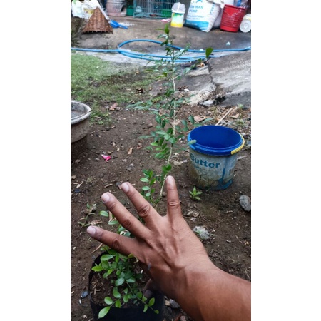 Bahan Bonsai Kemuning Mikro / Kemuning Micro