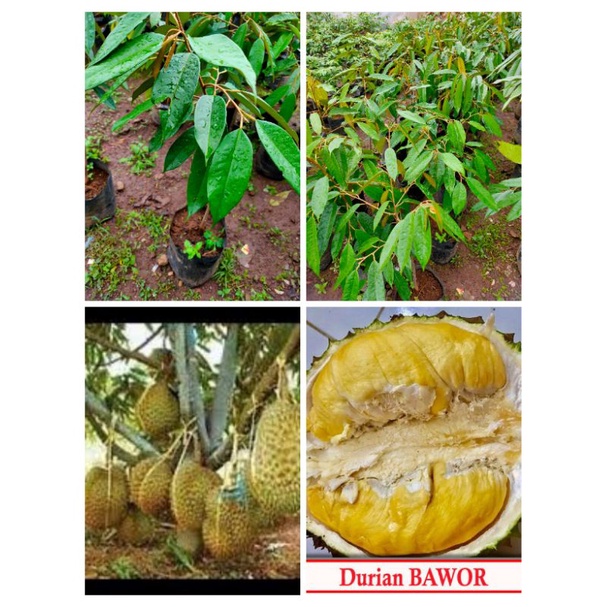 bibit pohon durian bawor kaki tiga okulasi sambung pucuk (kaki 3/tiga)