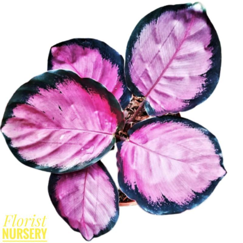 Calathea Crimson bibit import rawatan mulus no defect real pict