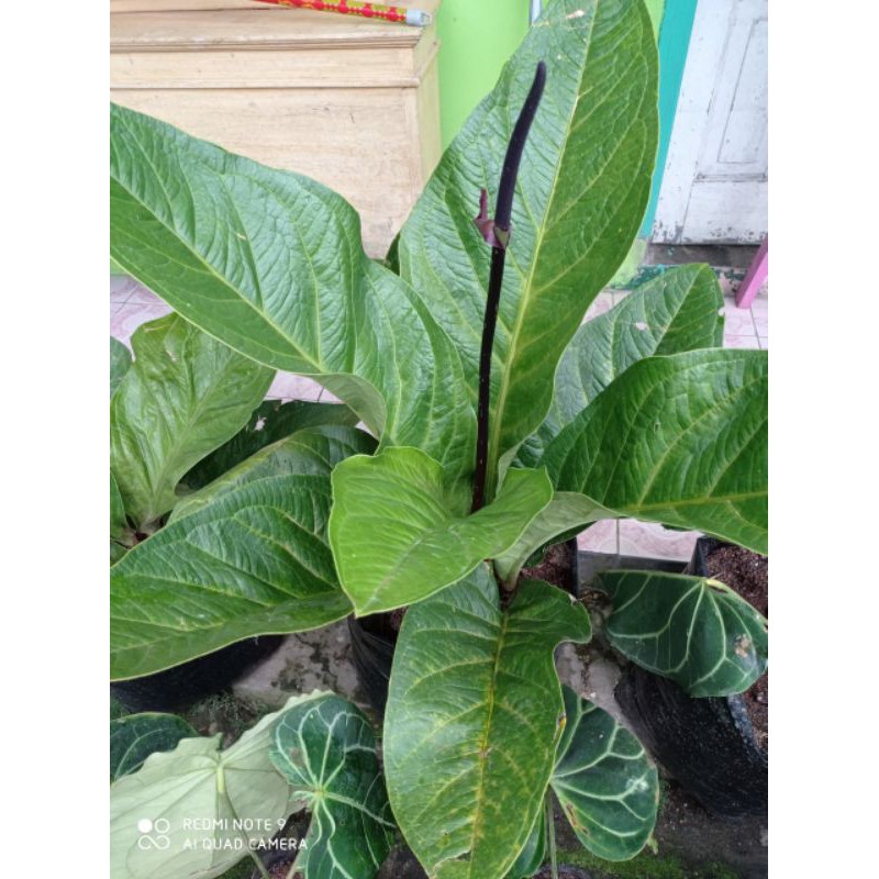 Anthurium Jemani Indukan