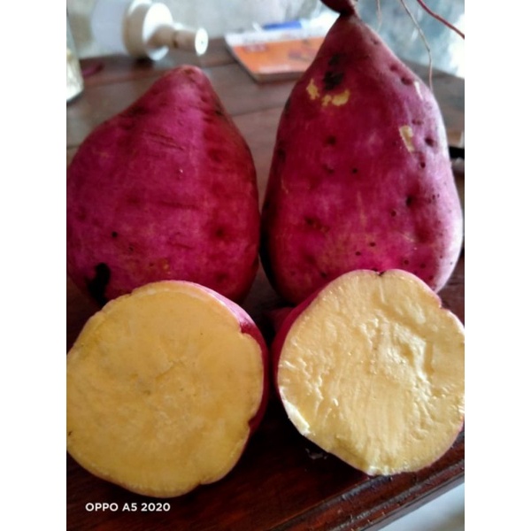 

TELO MUKID/KETELA MUKIT/UBI DALAMNYA PUTIH LUARNYA MERAH