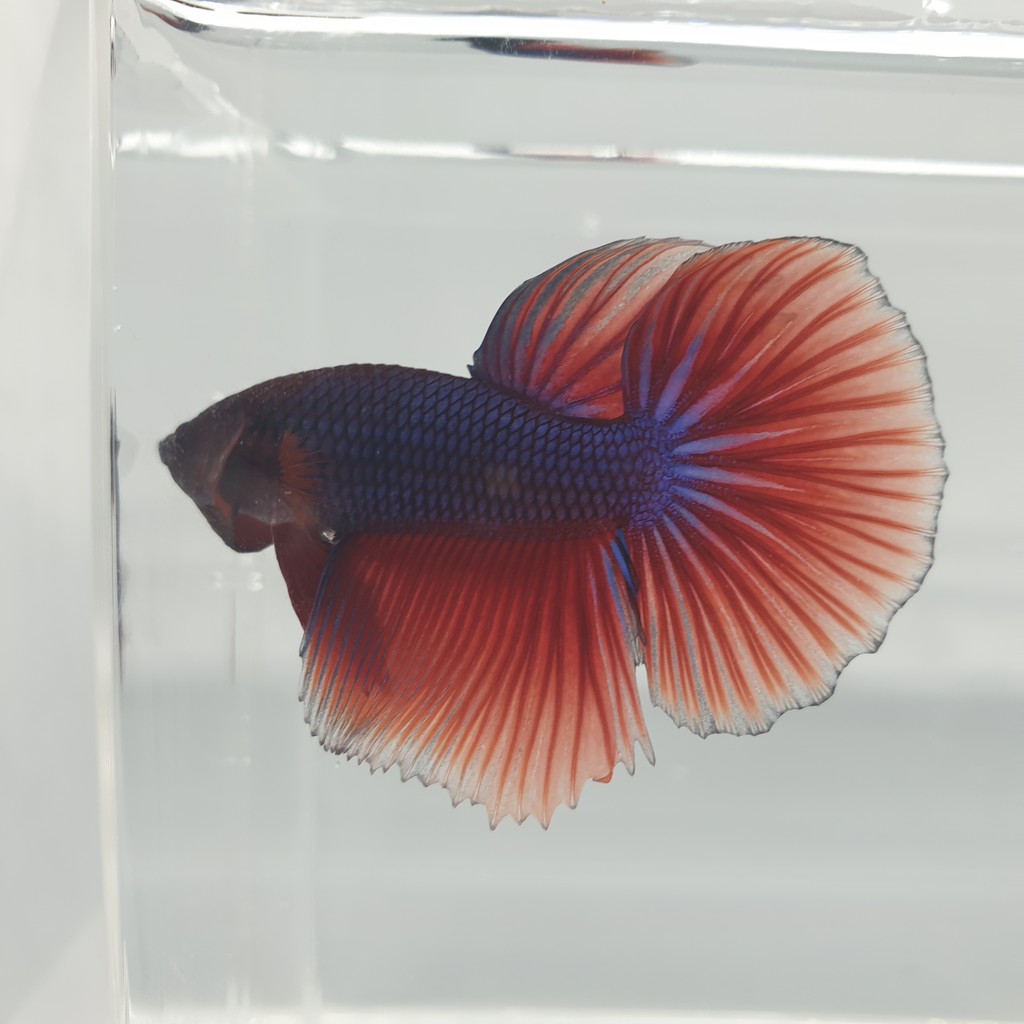 ikan cupang halfmoon jantan male biru keunguan merah foto asli