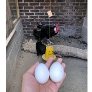 

telur ayam hias white face fresh
