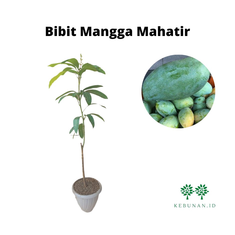 Bibit Mangga Mahatir/ Tanaman Mangga Mahatir Jumbo