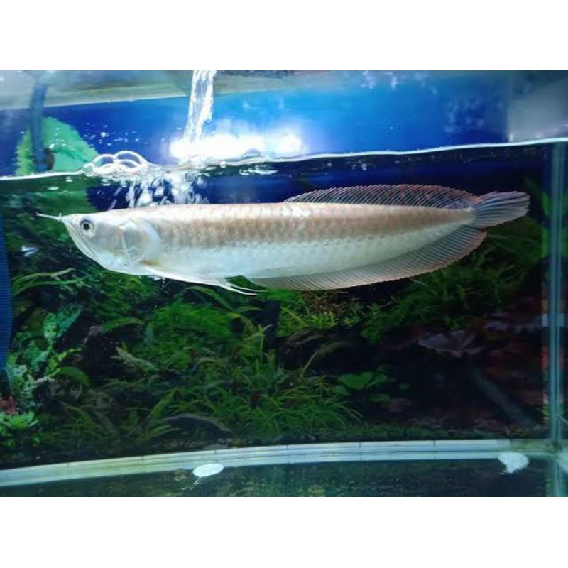 Ikan Arwana Silver Red 20cm Garansi Termurah