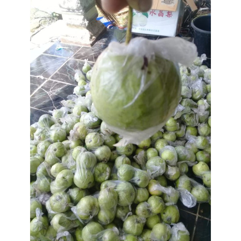 

buah jambu kristal kebumen