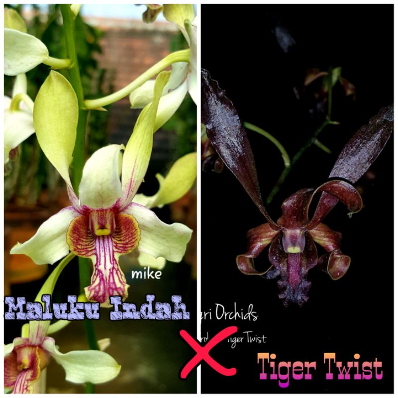 DENDROBIUM MALUKU INDAH X TIGER TWIST (PRA DEWASA)