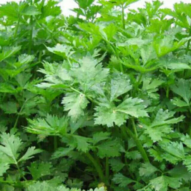 BENIH SELEDRI -+500 BIJI SLEDRI SIAP TANAM