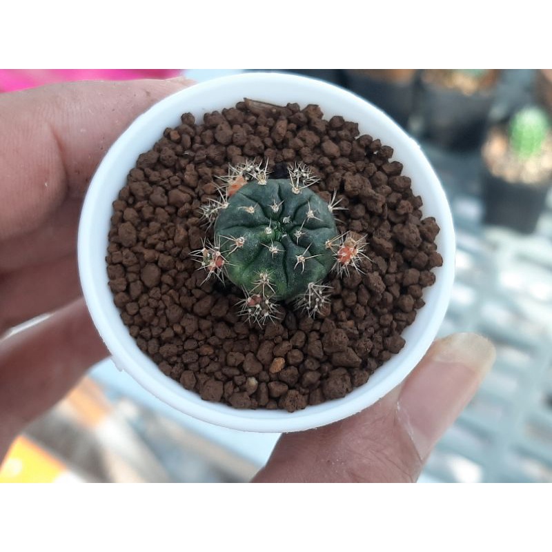 gymno damsii varigata