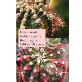 Fresh seeds Golden tiger x red dragon 70 seeds