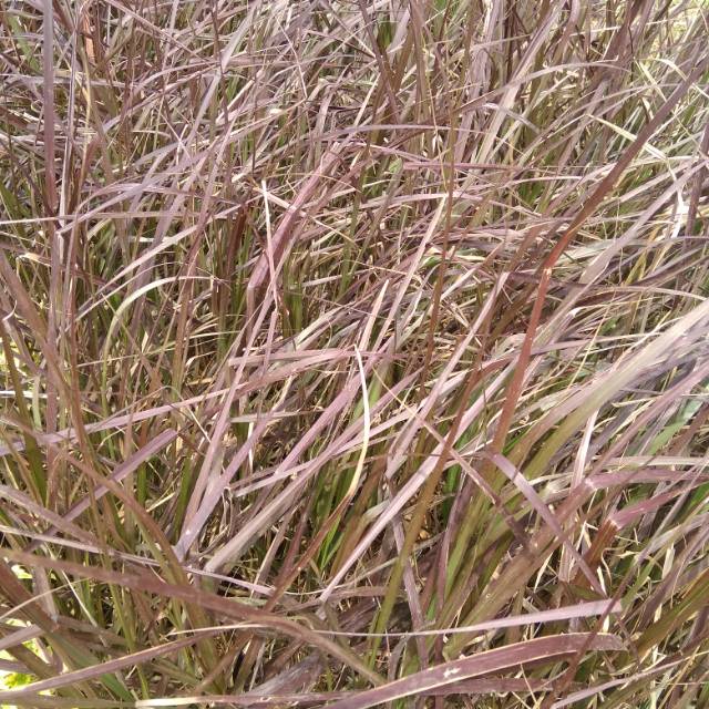 tanaman alang alang merah-pohon alang alang merah