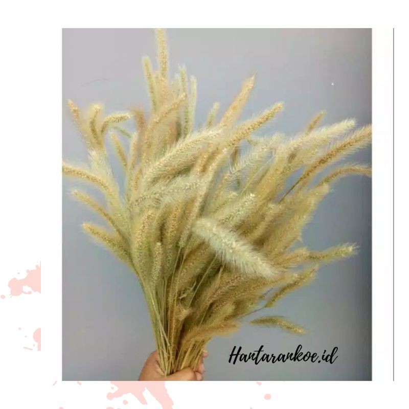 

Bunga kering setaria