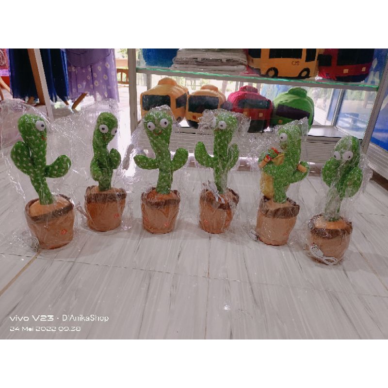 kaktus bisa joget menari