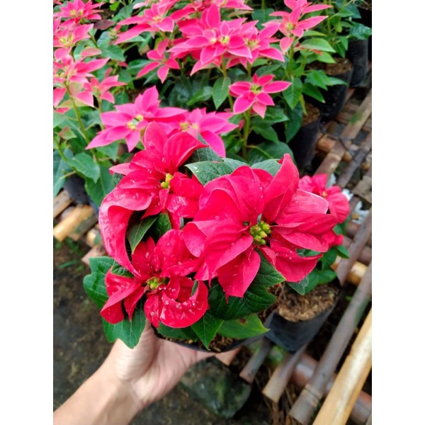 kastuba mawar / katusba kriting