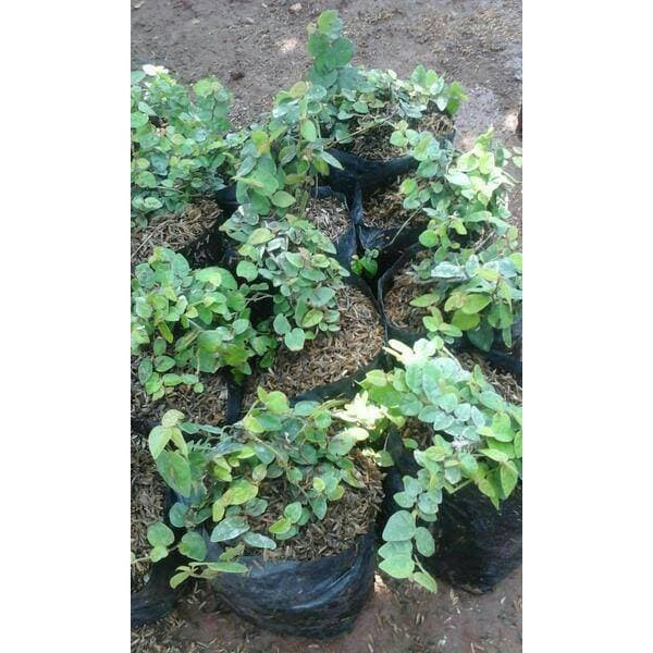 Pohon dolar rambat, dolar,  pohon dolar, climbing plant