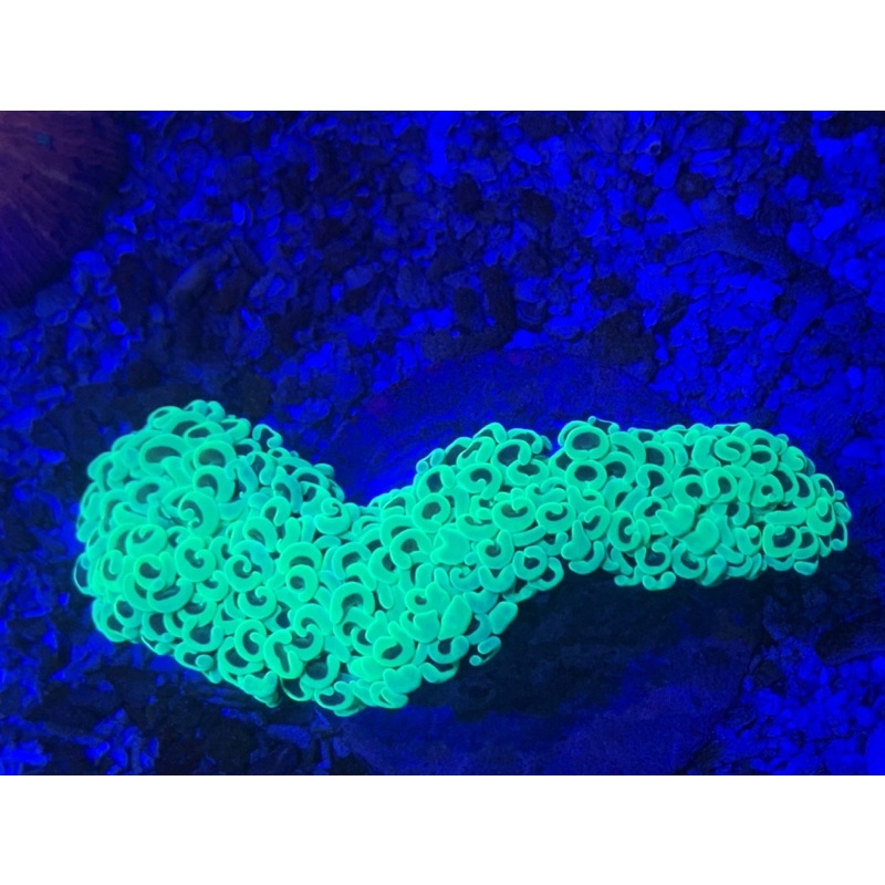 Coral Karang Kuku Siwalan Hijau Metalik