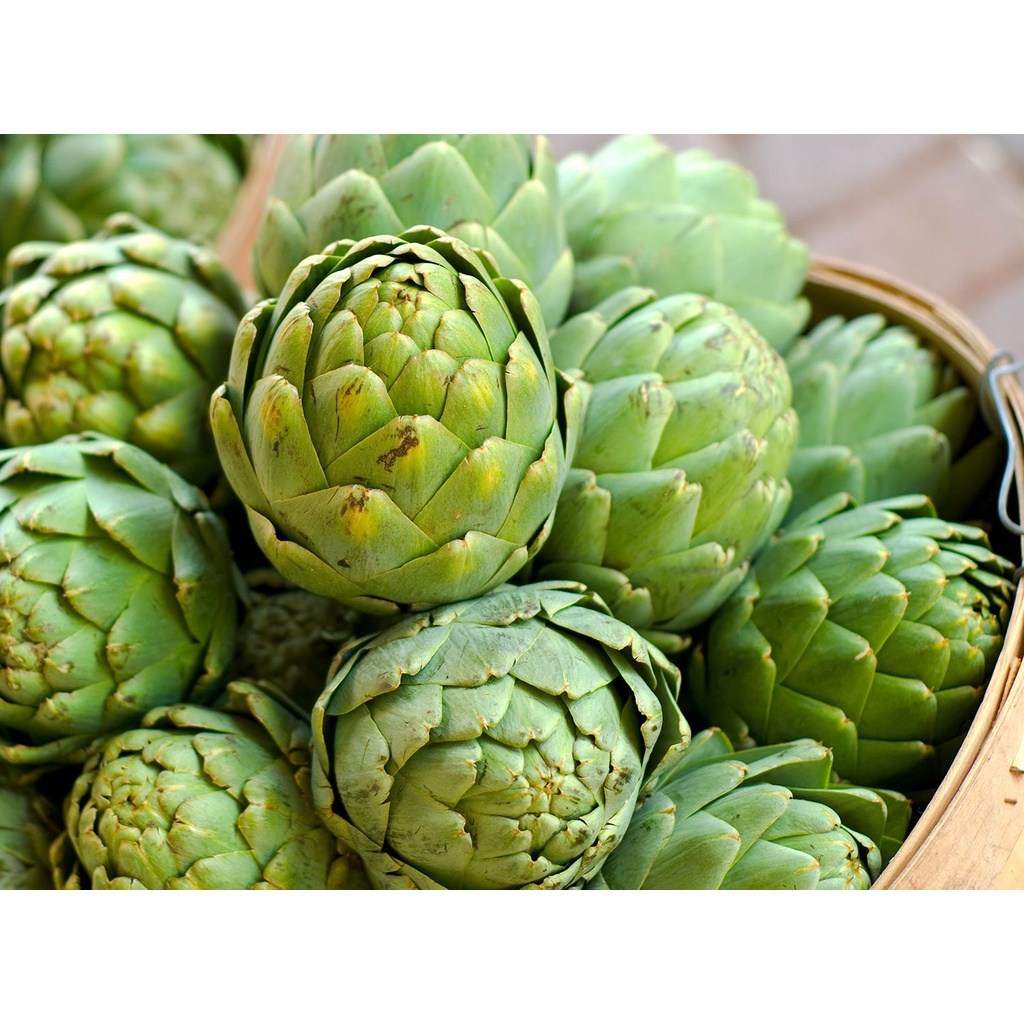 Benih Bibit Biji - Artichoke Italian Green Globe (Cynara scolymus) Seeds - IMPORT