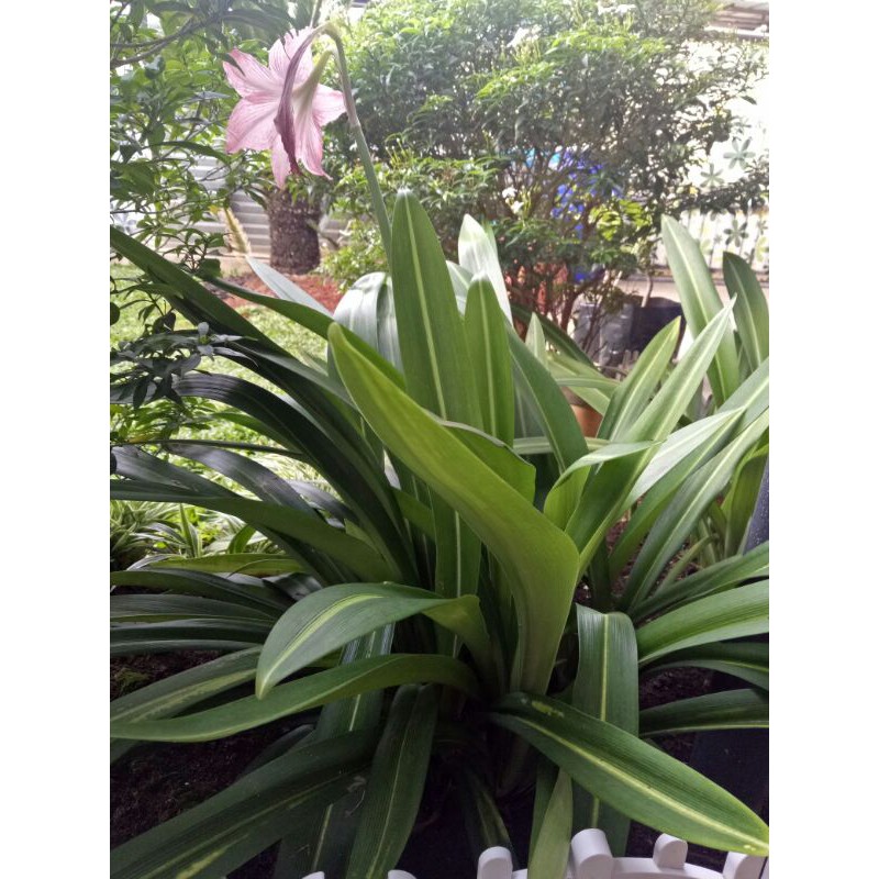 Amarilis/tanaman hias