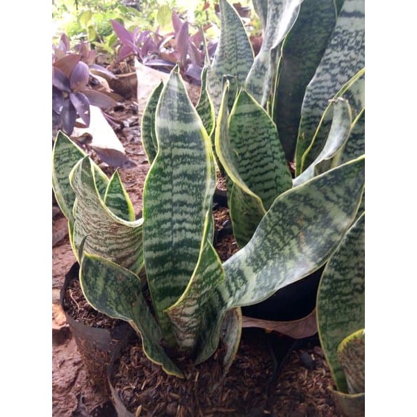 jual tanaman hias sansivera superball - sansevieria superball -