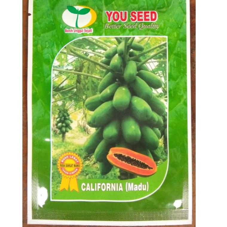 Produk BENIH TANGGUH PEPAYA CALIFORNIA MADU () 63