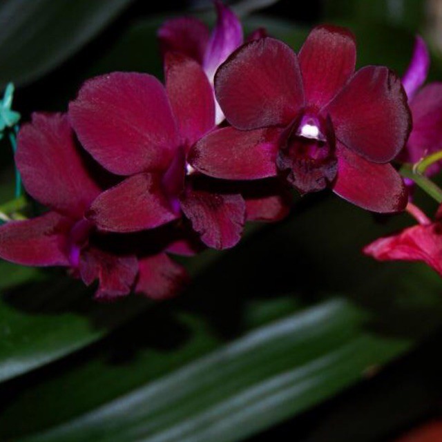 Anggrek Dendrobium Maradona