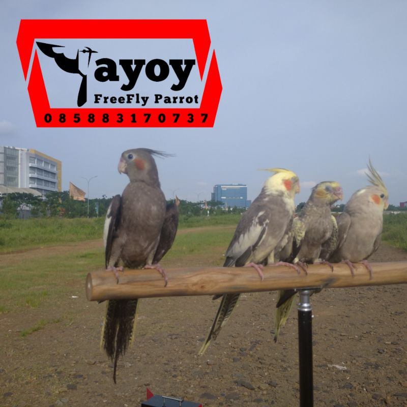Falk Cockatiel Parkit Australia jinak free fly