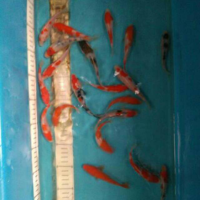 Ikan koi bibit