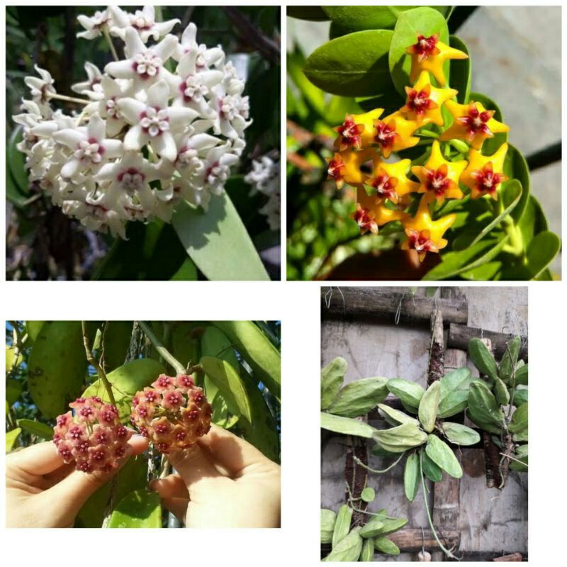 paket hemat 4 macam hoya. hoya merah&putih, hoya cumigiana & hoya major tinggal cantolin