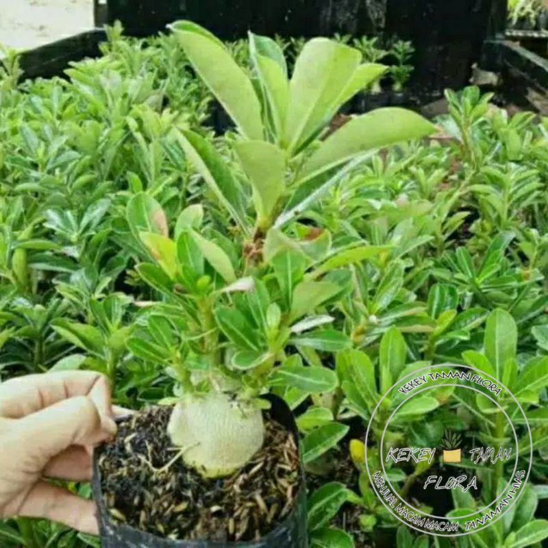 Bibit Bunga Kamboja/Adenium Rare Mixed-1