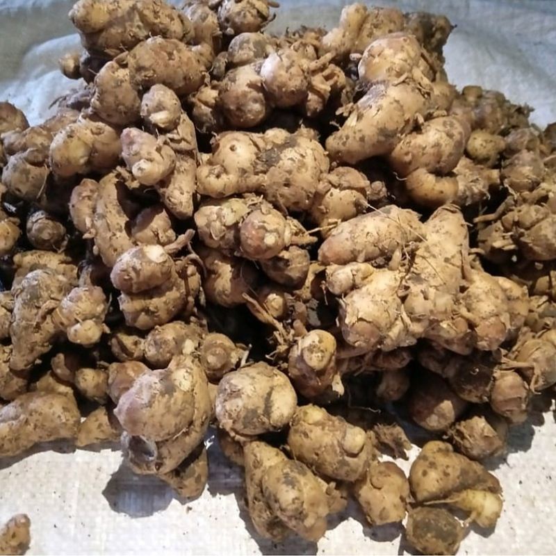 

1KG KENCUR / KENCUR SEGAR / CIKUR