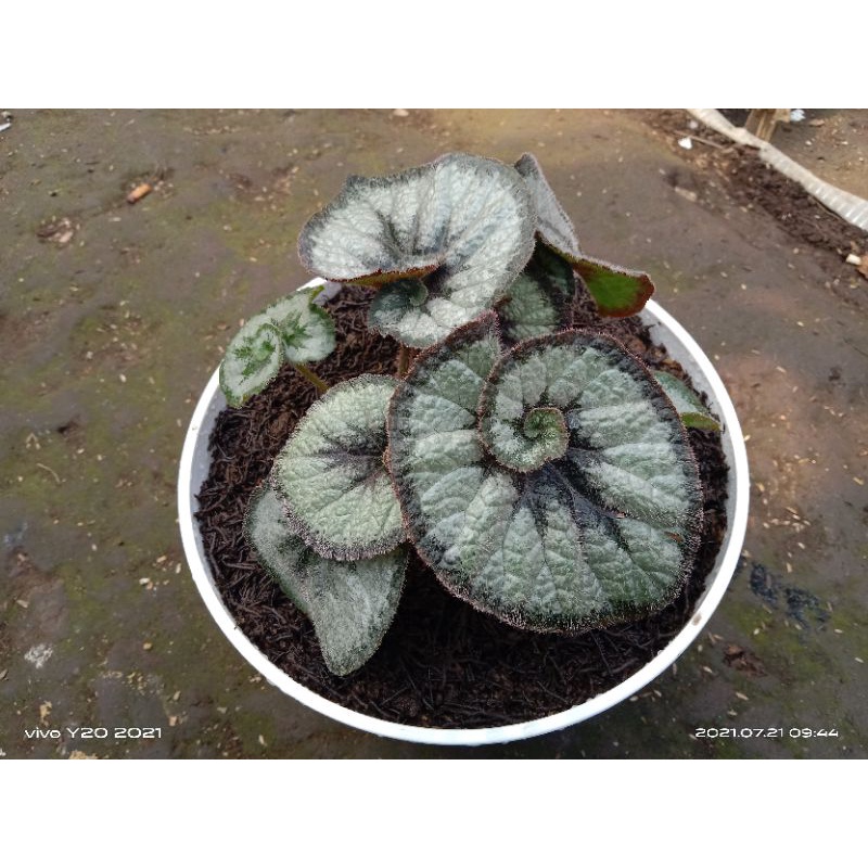 begonia keong hijau