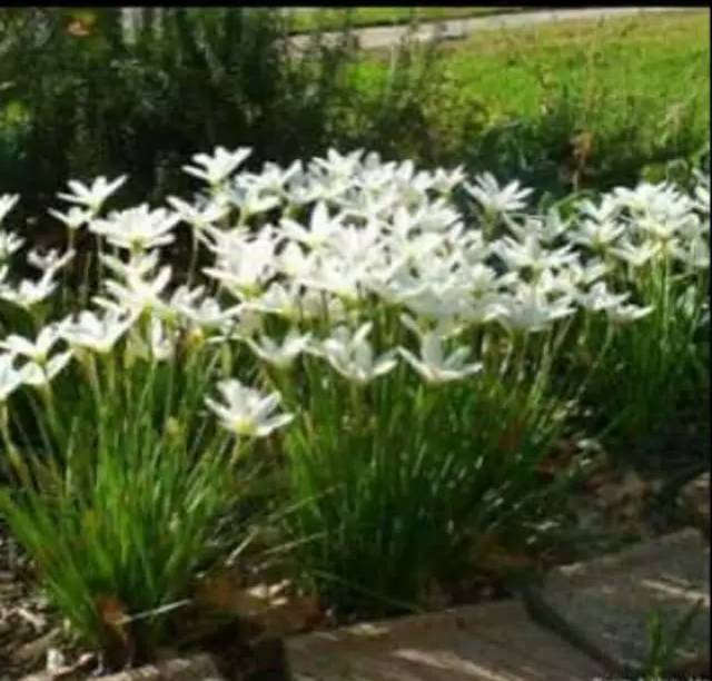 Tanaman Hias Kucai Bunga Shopee Indonesia