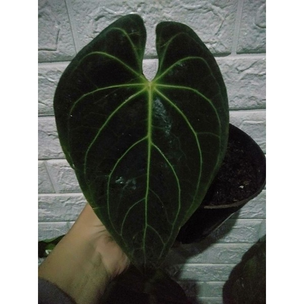 anthurium dark phoenix / papilaminum x desleri