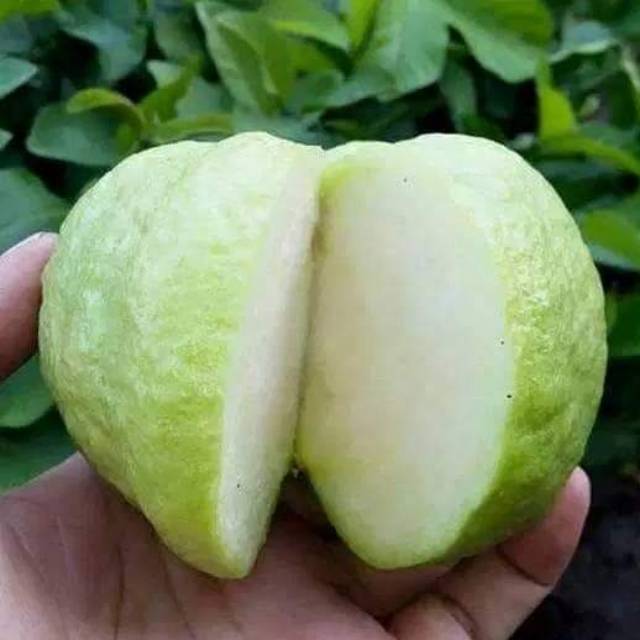 BIBIT JAMBU KRISTAL TANPA BIJI