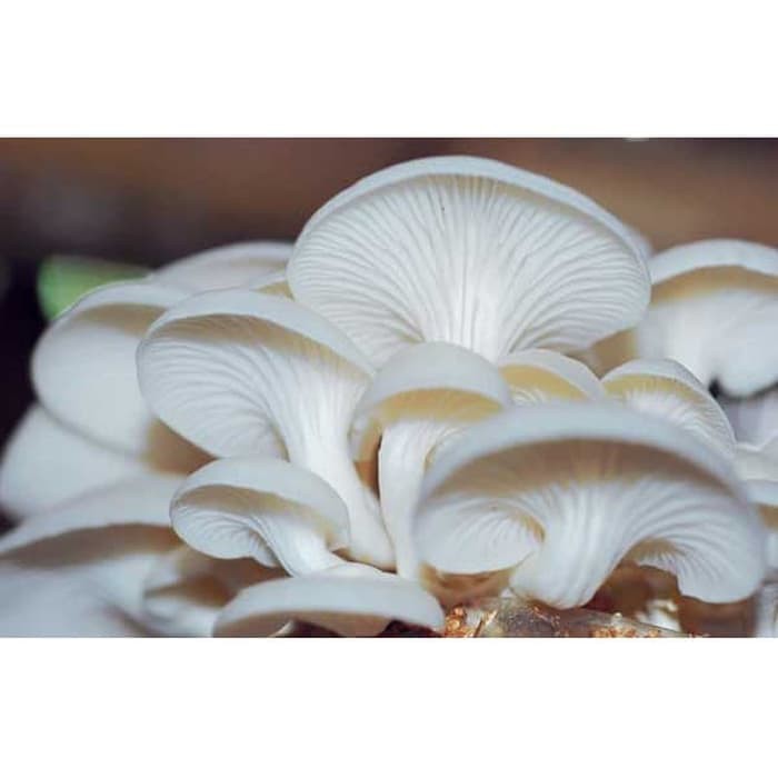 

Jamur Tiram Segar per pack