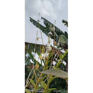 anggrek dendrobium antenatum lobghorn dewasa siap bunga