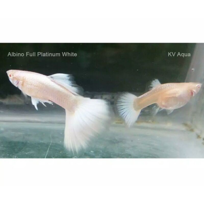 Ikan Guppy Albino/pasangan