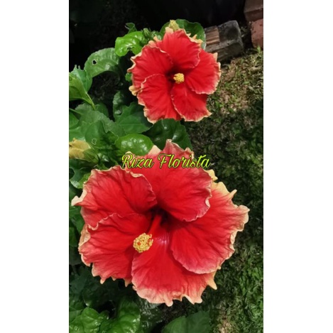Tanaman Bunga Hibiscus Import Bold Orange