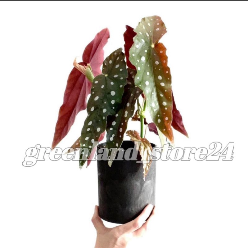 begonia maculata polkadot  - hiasan taman - tanaman hias begonia - begonia - begonia maculata