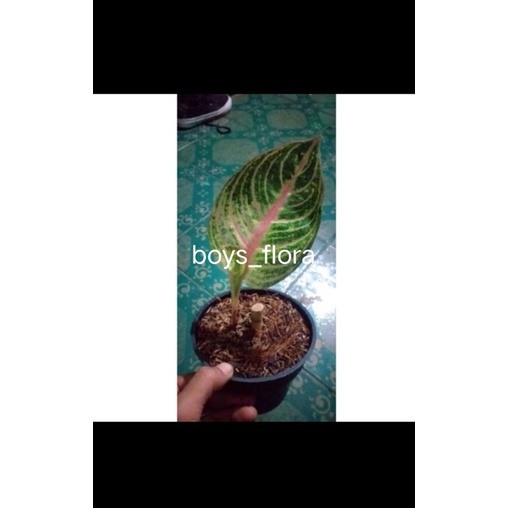 Bibit Aglonema Goliat/bibit aglonema