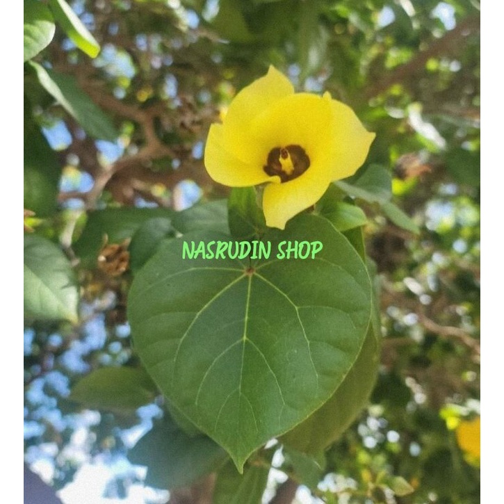 

DAUN WARU SEGAR LANGSUNG PETIK / PAPATAL / DAUN BARU / HIBISCUS TILIACEUS / BUKAN DADAP LAUT / BUKAN WARU LAUT