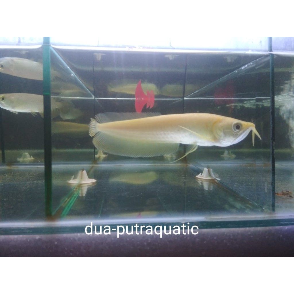 Ikan Hias Arwana Silver Mata Anggur Albino