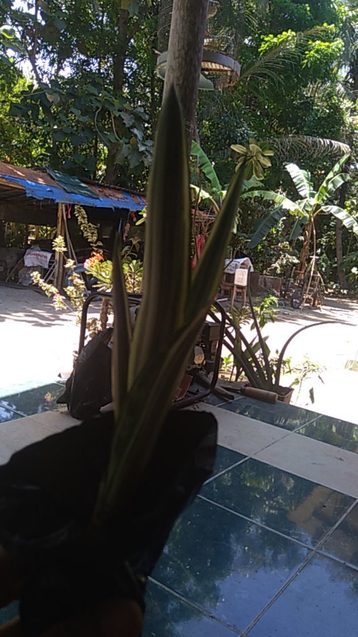 Tanaman Hias Sansevieria Trifasciata Laurentii Silver