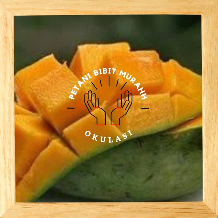 Bibit mangga manalagi Okulasi Cepat Berbuah