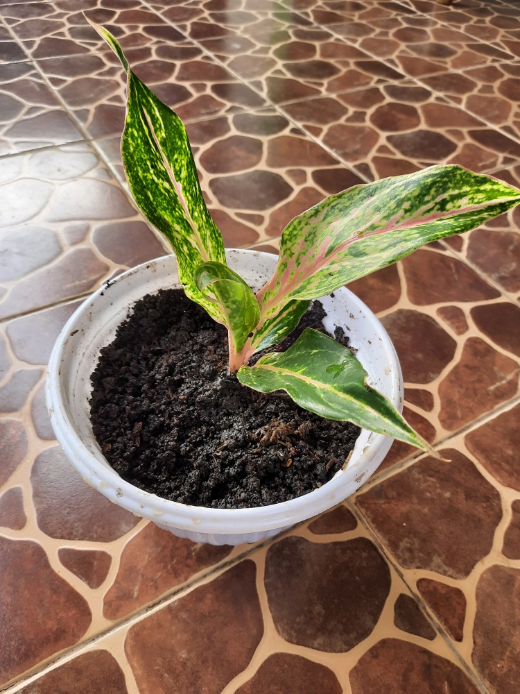 Aglaonema Butterfly - Bibit Aglaonema - Aglaonema - Aglonema Butterfly - Agonema - Bibit Aglonema